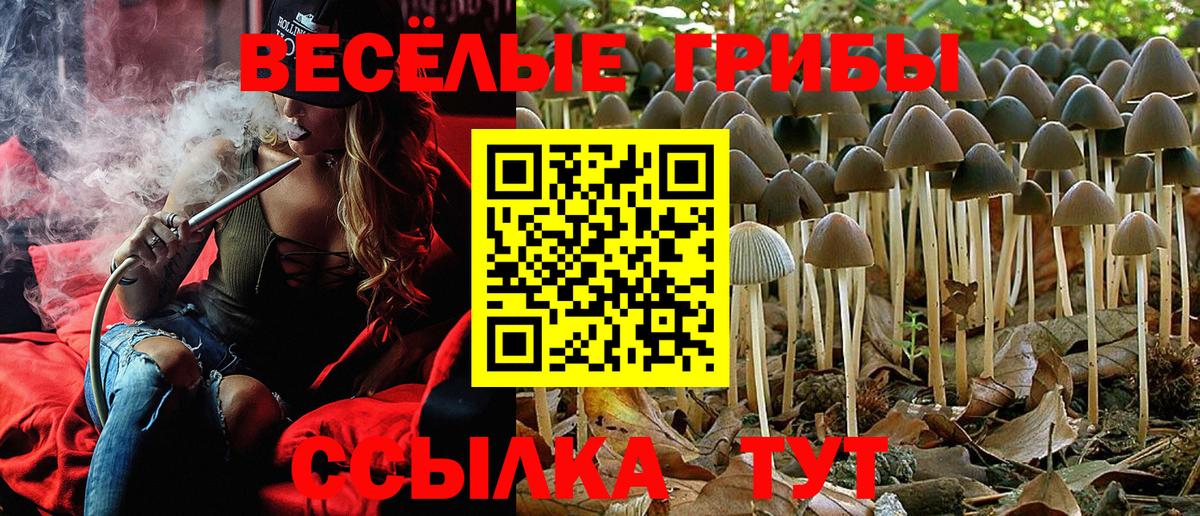 Галлюциногенные грибы Psilocybe Корсаков
